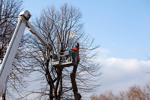 How Our Tree Care Process Works  in  Rushford, MN